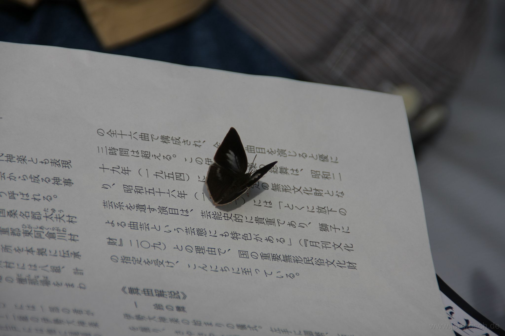 20071014-schmetterling.jpg - dieser Schmetterling kann lesen, Osaka-Stadt/大阪市