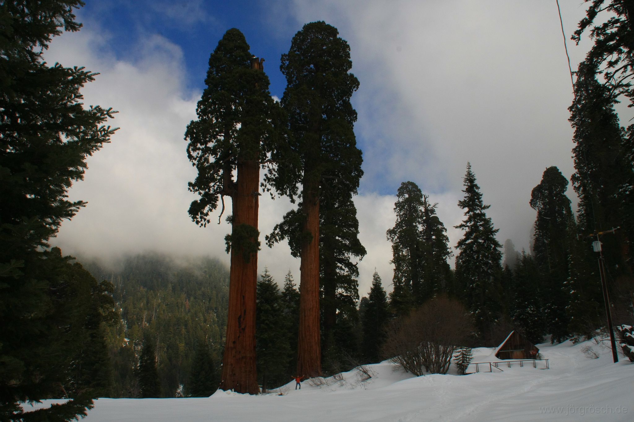 20090309-1-sequoia.jpg - Bäume und ein Mann