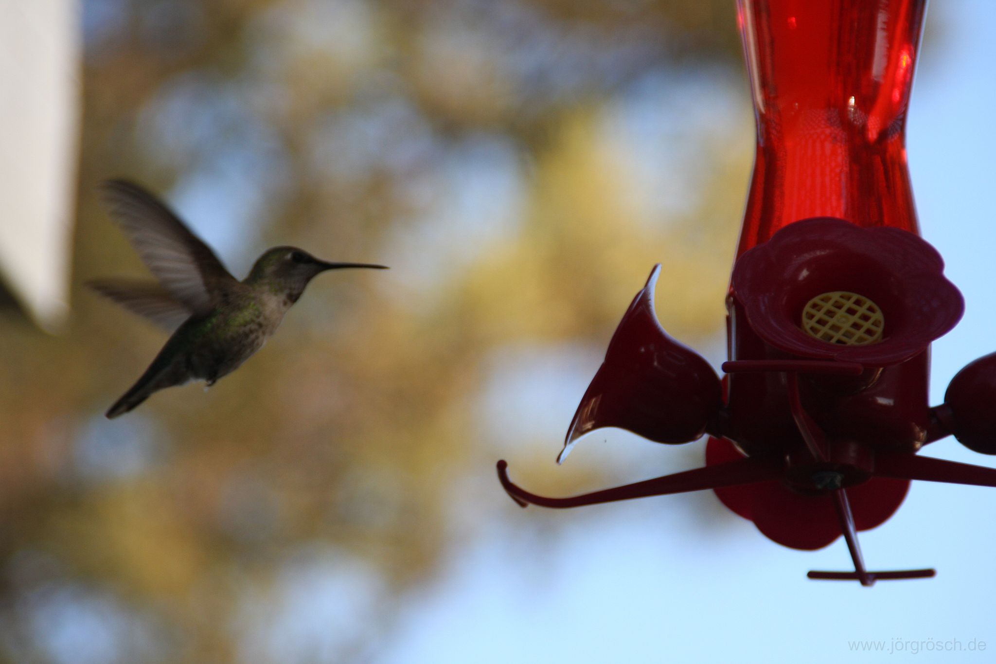 20090325-1-kolibri.jpg - Kolibri im Anflug