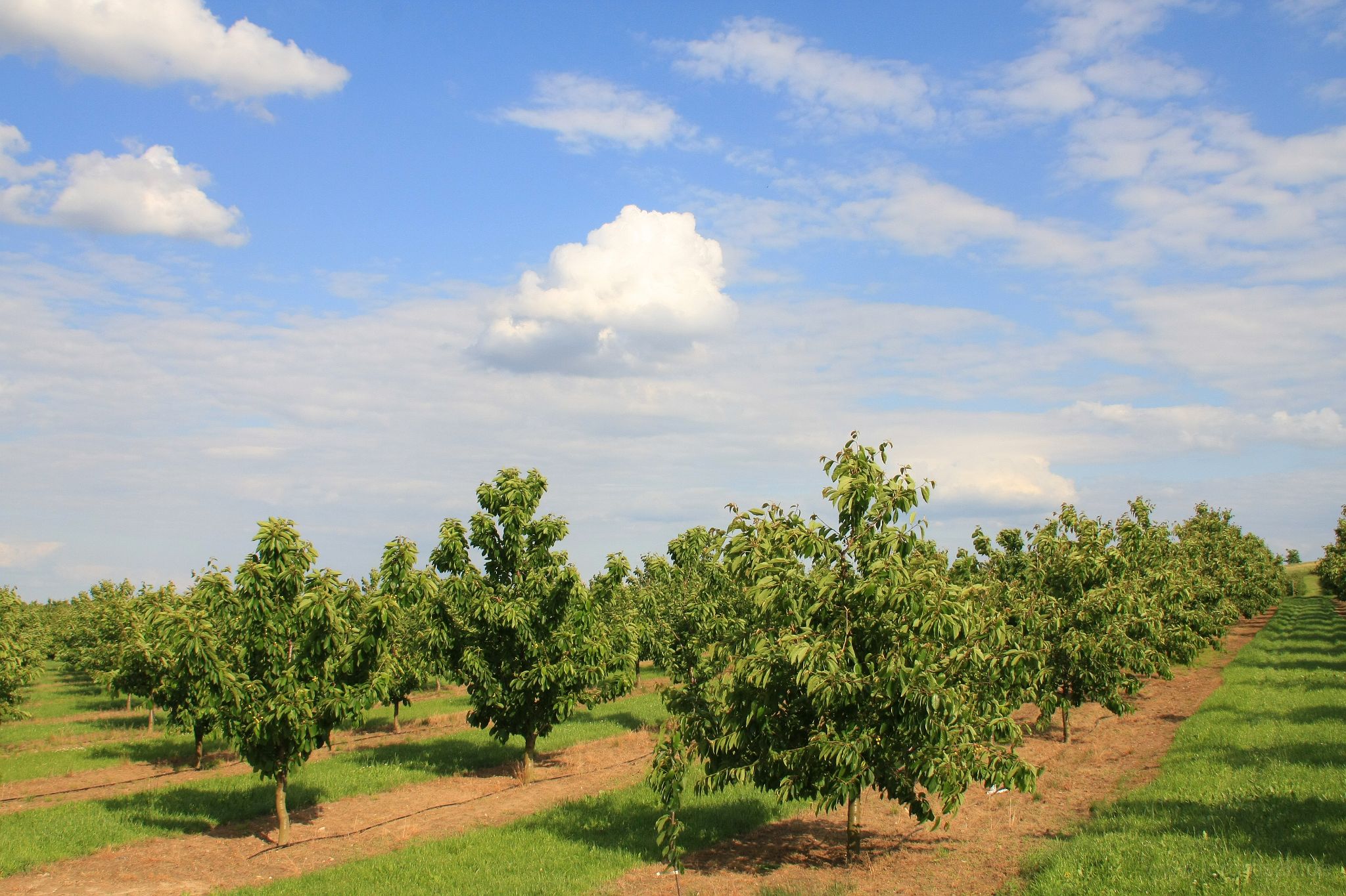 20090527-havelland.jpg - Kirschen im Havelland