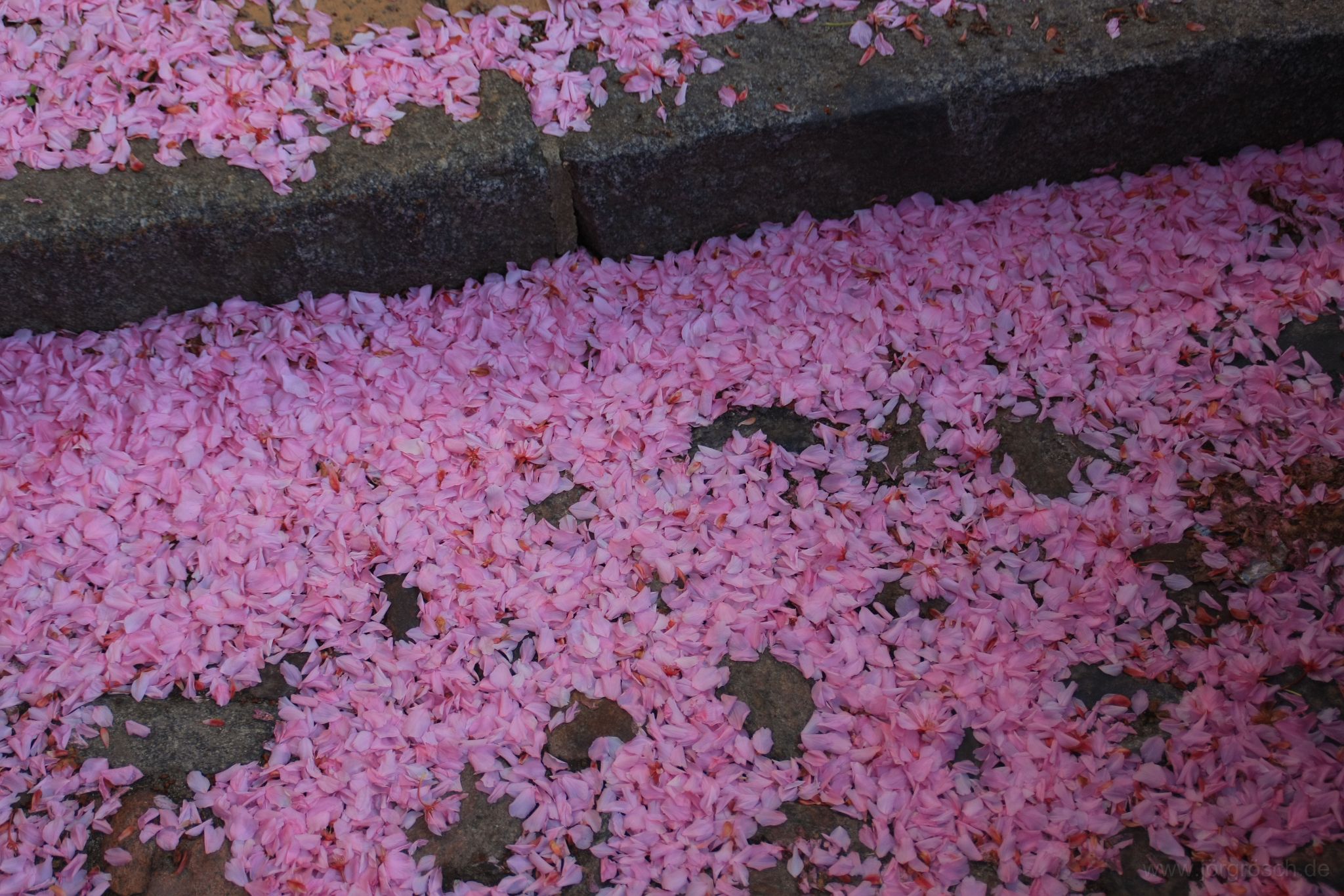 20100505-werder-kirschen.jpg - Kirschblütenblättersammelsurium, Werder