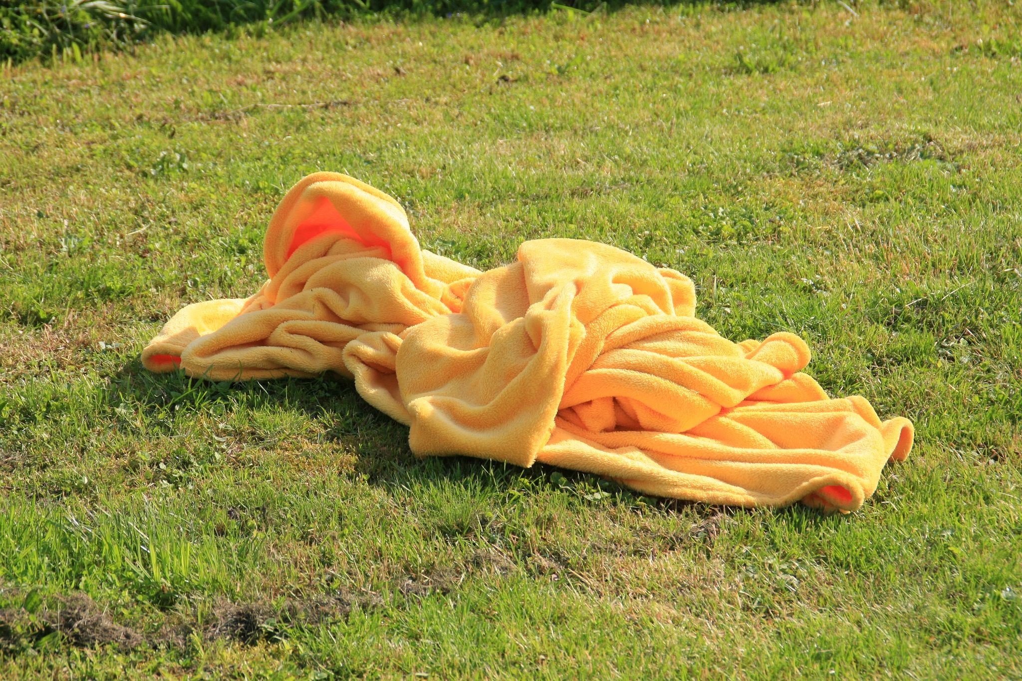 20100606-gelberwuschl.jpg - Gelber Kuschlwuschl