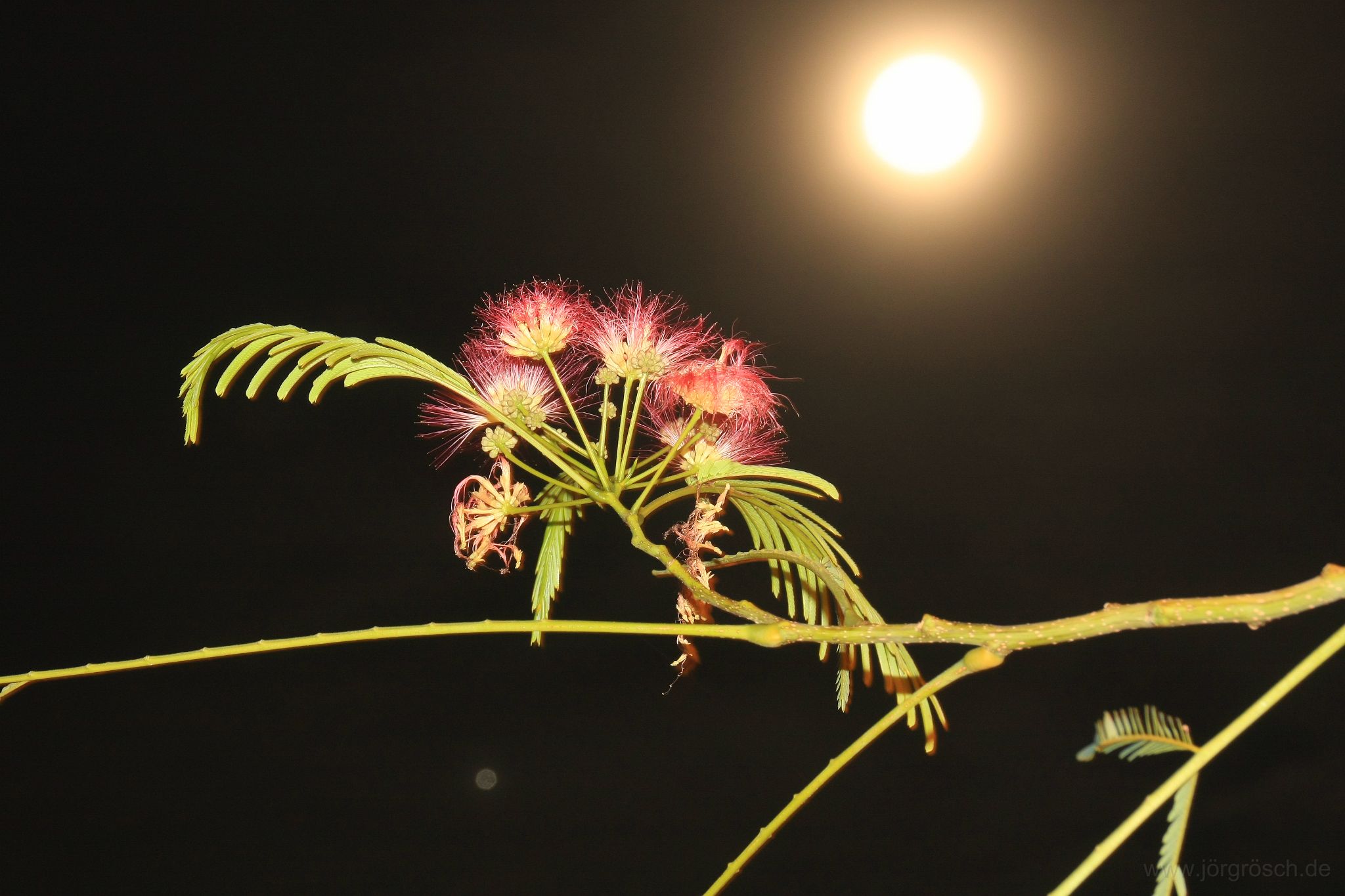 20111012-2-pflanzeimmond.JPG - Vollmond