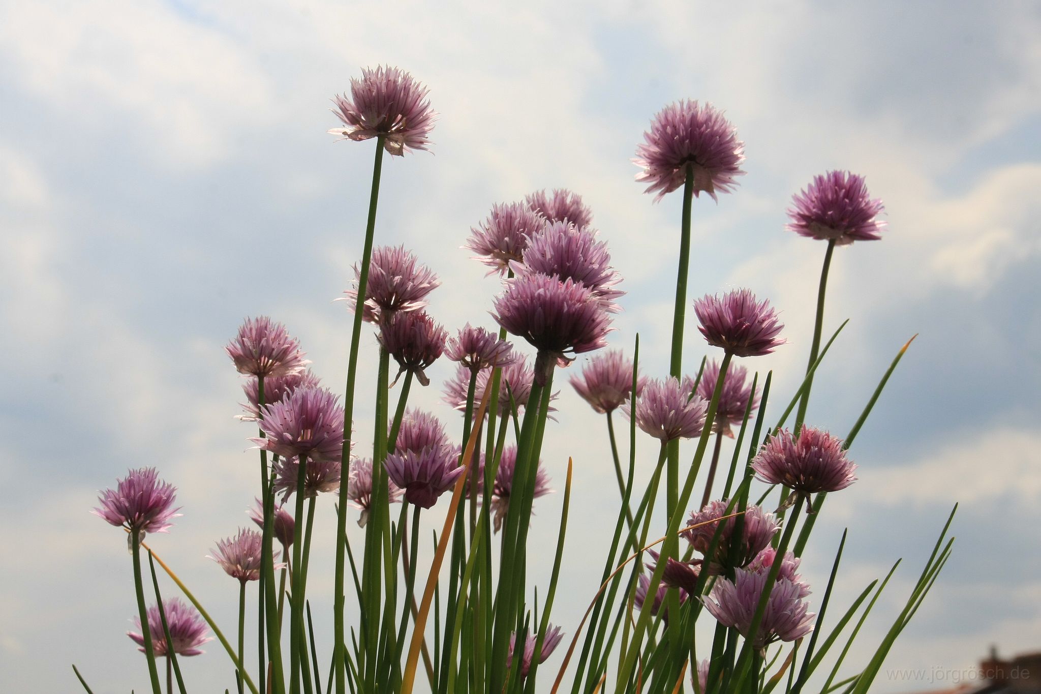 20130608-schnittlauch.jpeg - zweifelhafter Gärtnererfolg: blühender Schnittlauch
