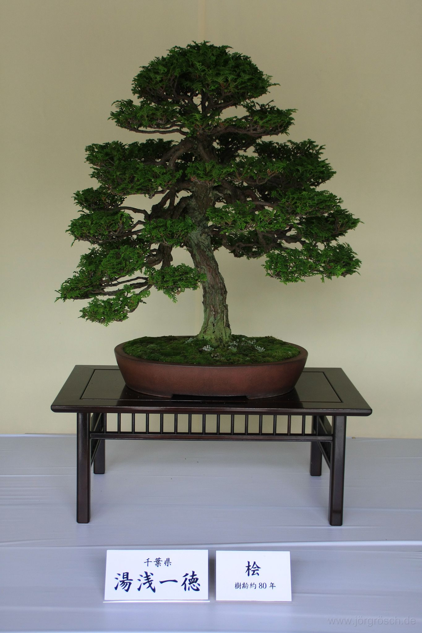 20140611-bonsai.jpg - 80 Jahre alter Bonsai