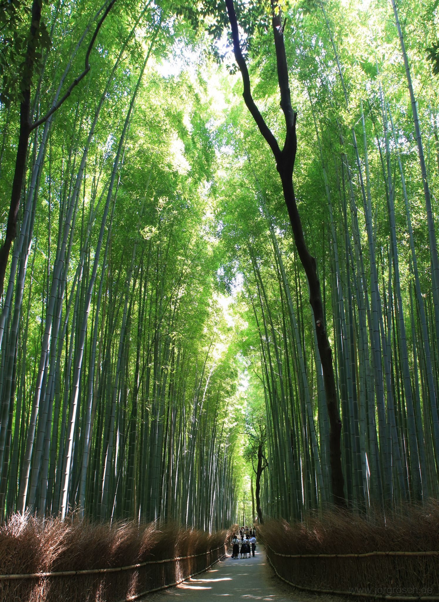 20140625-bambus.jpg - Bambuswald bei Arashiyama - 嵐山