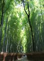 20140625-bambus